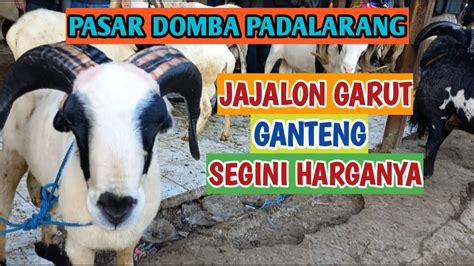 Update Harga Domba Garut Domba Sayur Dan Kambing Di Pasar Domba