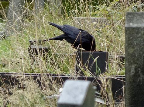 Carrion Crow Holy Trinity Graveyard Pontnewydd Cwmbran Flickr