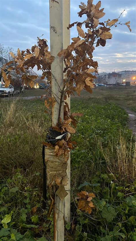 Badnjak Bez Granica I PDV