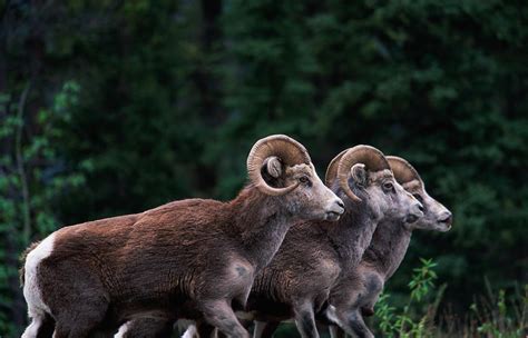 Canada Adult Stone Rams Ovis Dalli By Eastcott Momatiuk