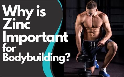 Why Zinc Is Important For Bodybuilding Zinc And Lean Muscle