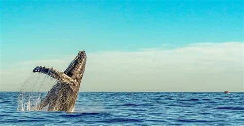 Kailua Kona Whale Watching Cruise On The Big Island Getyourguide