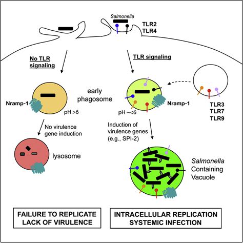 TLR Signaling Is Required For Salmonella Typhimurium Virulence Cell