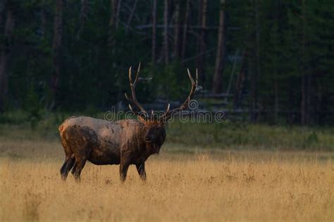 Majestic Elk In An Expansive Landscape Of Golden Grass And Wildflowers