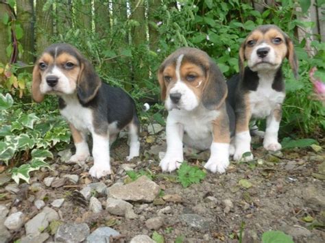 Beagle Puppies For Sale New York Ia 214013 Petzlover