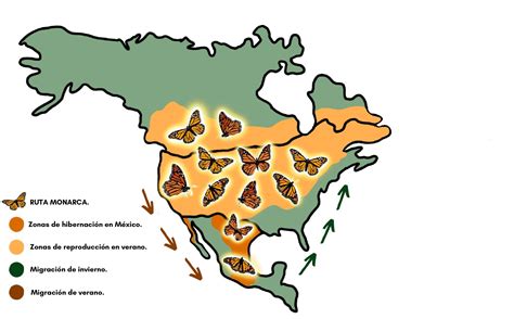 Ruta Monarca FUNACOMM