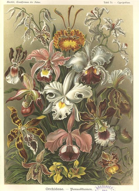 Art Forms In Nature Sea Life Painting By Ernst Haeckel Fine Art America