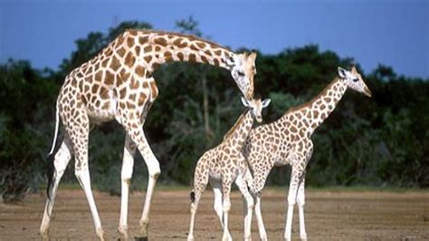 Les Curieux Du Matin Les Derni Res Girafes Blanches D Afrique De L