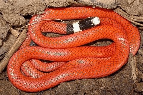 Sonhar cobra vermelha quais são os significados Significado dos