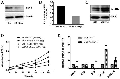 Prostate Apoptosis Response 4 Is Involved In The Apoptosis Response To