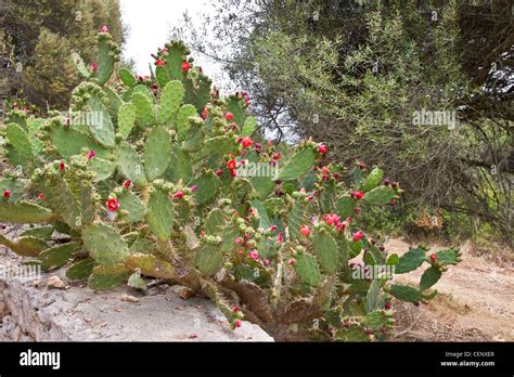 Bluten Kaktus Kaktusfeigen Mittelmeergebiet Mallorca Mediteran Pflanze