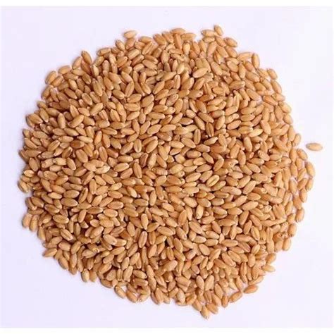 Wheat Grain Packaging Size 30 50 Kg Packaging Type Pp Bag At Rs