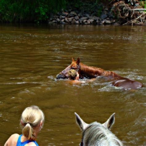 Horses swimming