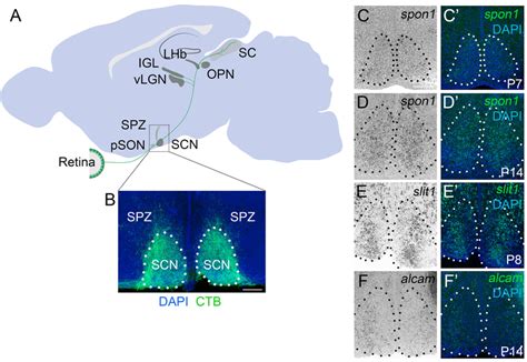 F Spondin Slit And Alcam Are Expressed In The Developing Scn A