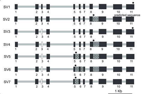 Representation Of The Seven Splice Variants SVs Identified From The