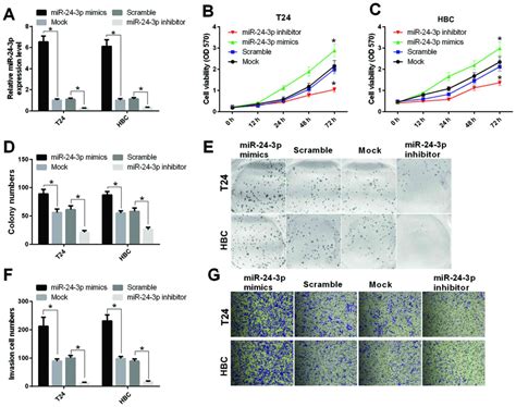 Mir P Regulates Bladder Cancer Cell Proliferation Migration