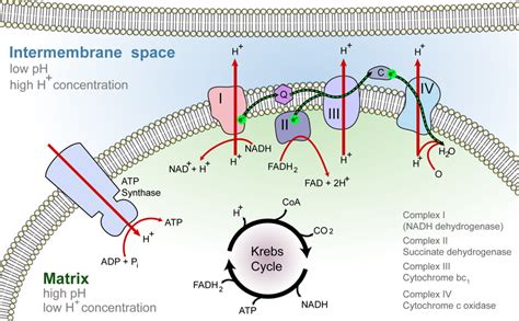 Electron Transport Chains Are The Last Step Of Cellular Respiration