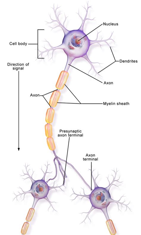 Difference Between Axon And Dendrite Pediaacom