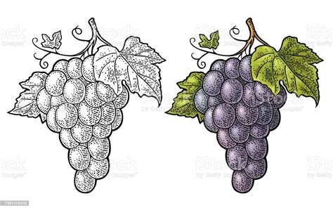 Ilustración De Un Racimo De Uvas Con Bayas Y Hojas Vector De Grabado Vintage Y Más Vectores