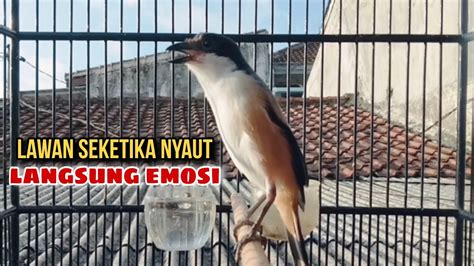 Suara Cendet Gacor Sangat Efektif Buat Pancingan Burung Cendet Lain