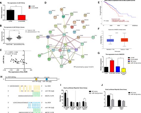 Lincror Acted As The Sponge Of Mir P And Regulated Mecp Ac