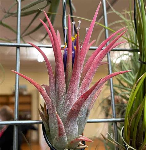 Tillandsia ionantha - Care and Growing | Nurseries Online USA