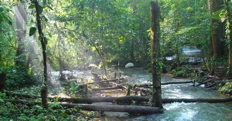 Descubre La Diversidad De Plantas De La Selva Tropical Un Paraíso Verde