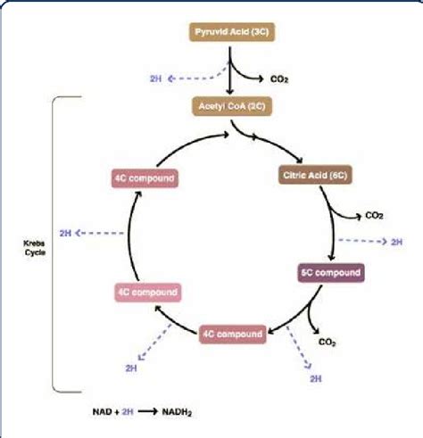 Table 1 From Fatal Type B Lactic Acidosis In Association With Hiv Associated Lymphoma A Case