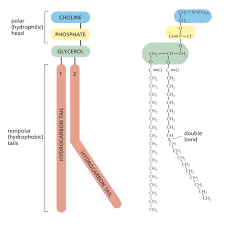 Cell Bio Exam 2 Flashcards Quizlet