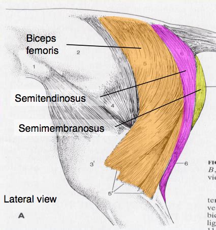 Muscles Of Pelvic Limb Hind Limb Flashcards Quizlet