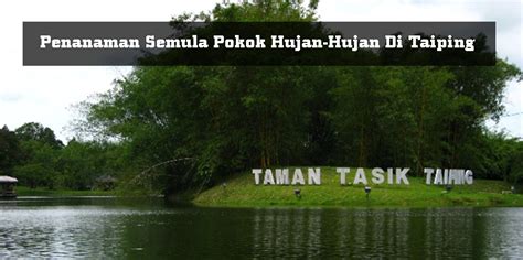 Taman Tasik Taiping Diindahkan Dengan Penanaman Semula Pokok Hujan Hujan