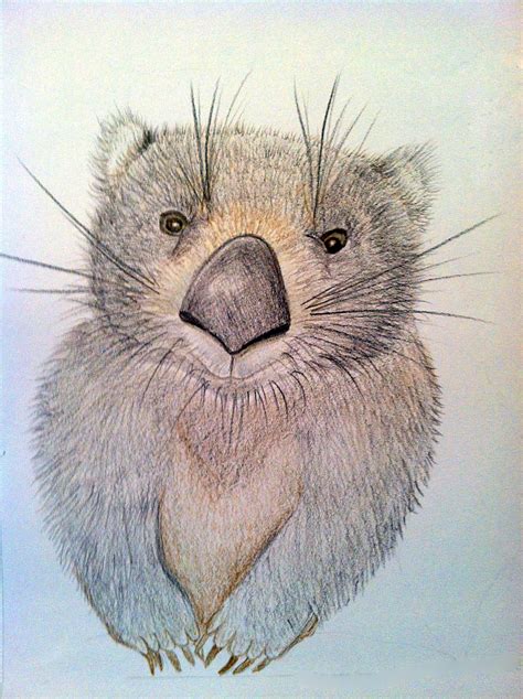 CMPimages: Wombat drawing