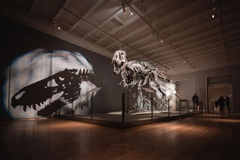 T Rex In Copenhagen Tristan Otto Most Complete T Rex Fossil In The