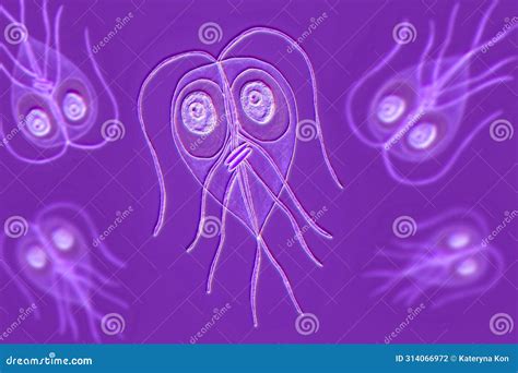 Giardia Intestinalis Protozoan D Illustration Stock Illustration