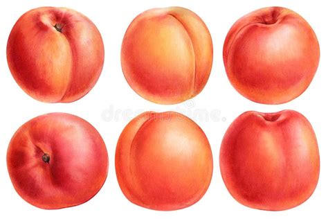 Peach Isolated On White Fruits Watercolor Botanical Illustration Of