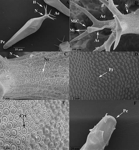 Egg Of Mansonia Humeralis Highlighting The A Anterior Filament And