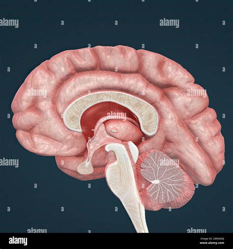 Human tissue types hi-res stock photography and images - Alamy