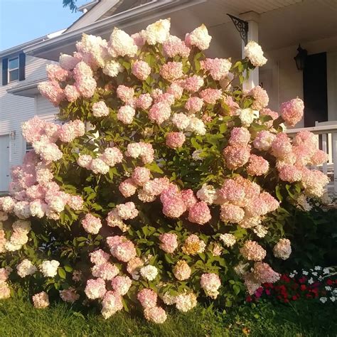 Plant FAQs Strawberry Sundae Hydrangea