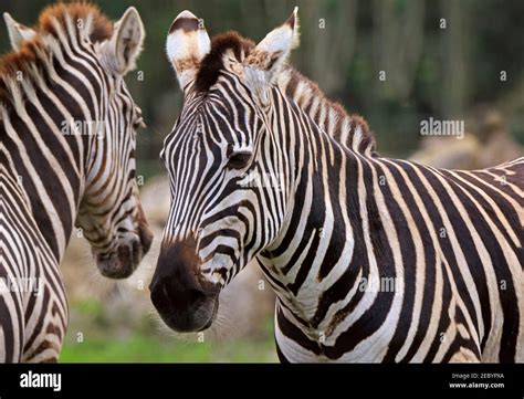 Grants Zebra Equus Quagga Boehmi Stock Photo Alamy