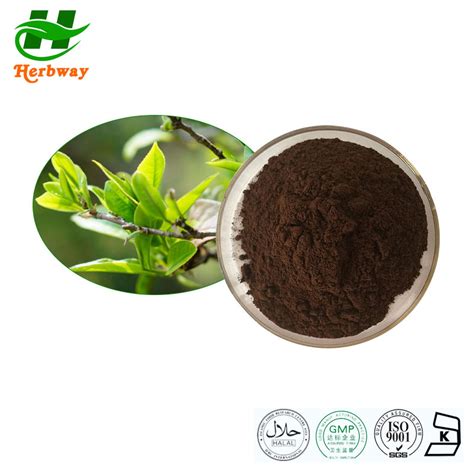 Herbway Kosher Halal Fssc Haccp Certified Camellia Sinensis Var