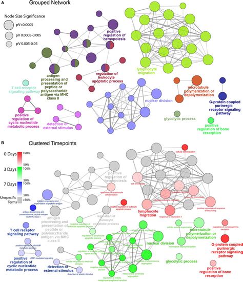 Functionally Grouped Network Analysis Of Enriched GO Terms For CD45