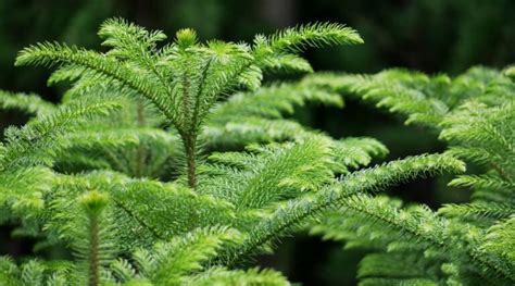 How to Plant, Grow, and Care for Norfolk Pine