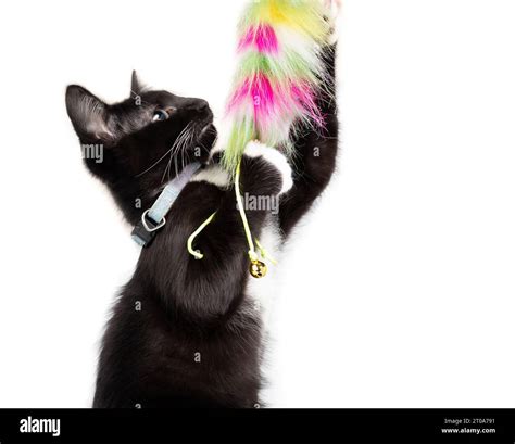 Tuxedo Kitten Playing With Feather Toy While Standing Upright Partial