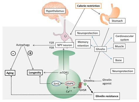 Ijms Free Full Text The Role Of Ghrelin And Ghrelin Signaling In Aging