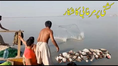 Mallard Duck Hunting Murghabi Ka Shikar River Sindh In Pakistan Youtube