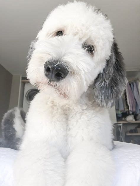 26 Old English Sheepdogs Short Hair Ideas In 2021 Old English