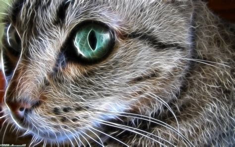 Fractal Cat 2 By Aceman67 On Deviantart