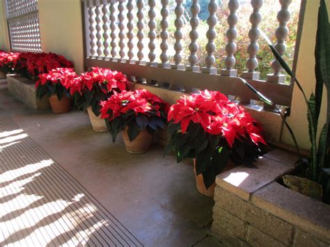 Beautiful Poinsettias Before A Balboa Park Closure Cool San Diego Sights