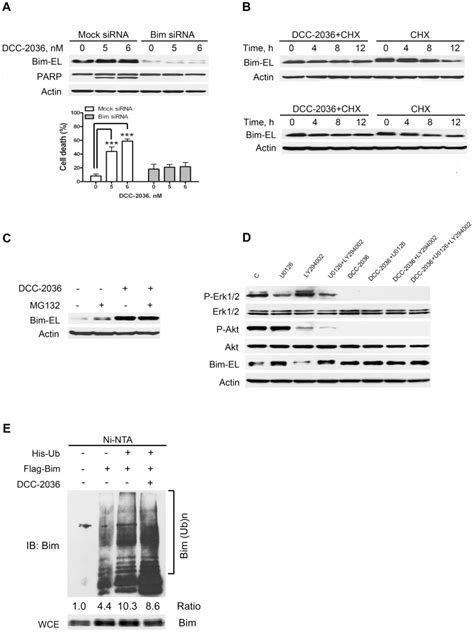 A Knockdown Of Bim Attenuated The Apoptosis In Eol Cells Eol