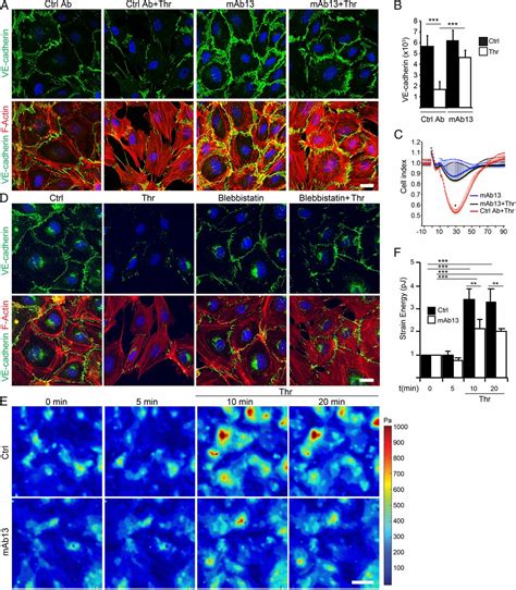 Targeting β1 integrin inhibits vascular leakage in endotoxemia PNAS